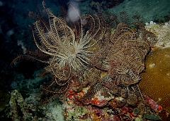 IMG_0786rf_Maldives_Madoogali_Plongee 7_House reef_Crinoide